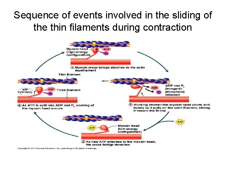 Sequence of events involved in the sliding of the thin filaments during contraction 