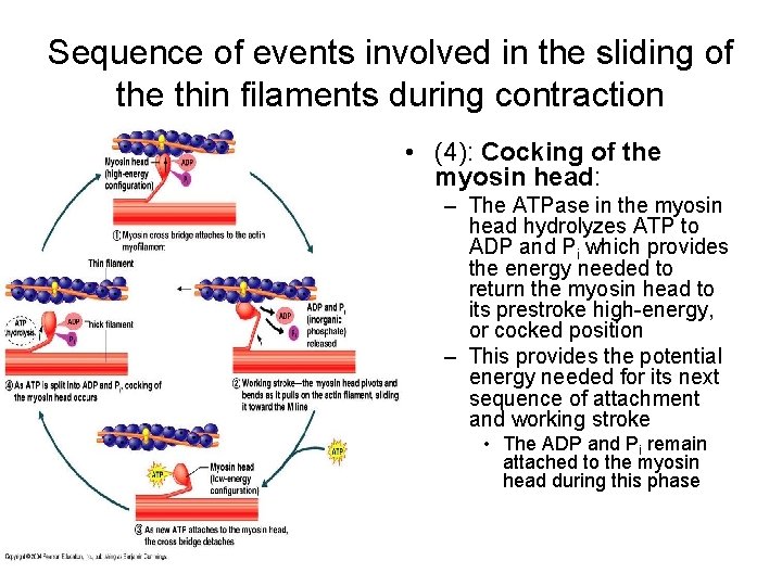 Sequence of events involved in the sliding of the thin filaments during contraction •