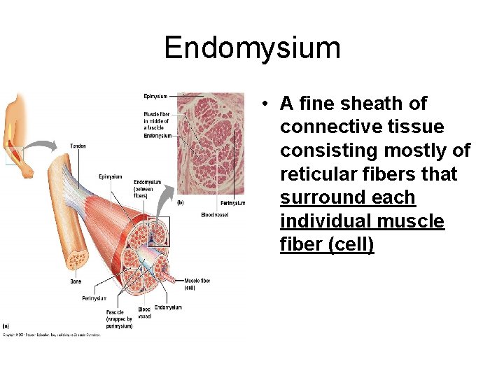 Endomysium • A fine sheath of connective tissue consisting mostly of reticular fibers that