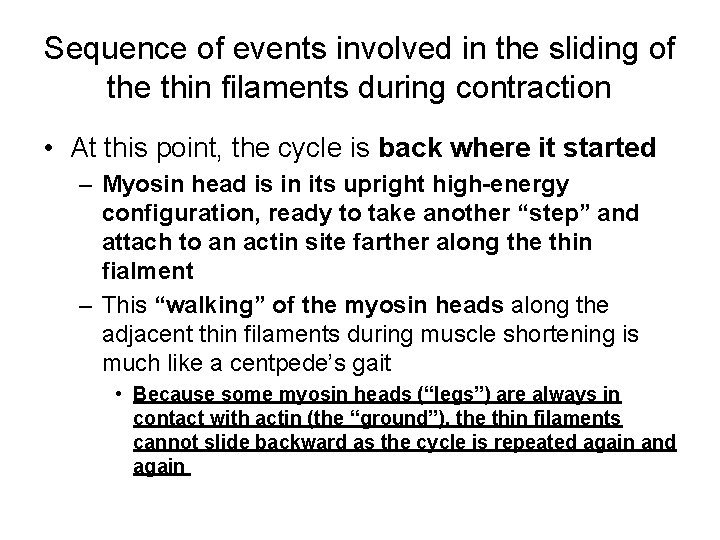 Sequence of events involved in the sliding of the thin filaments during contraction •