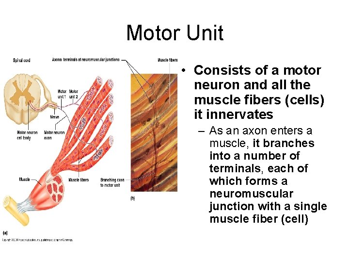 Motor Unit • Consists of a motor neuron and all the muscle fibers (cells)