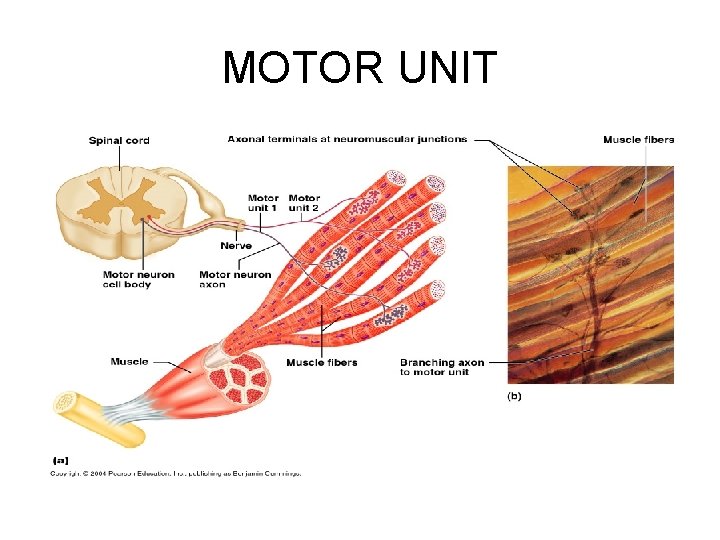 MOTOR UNIT 