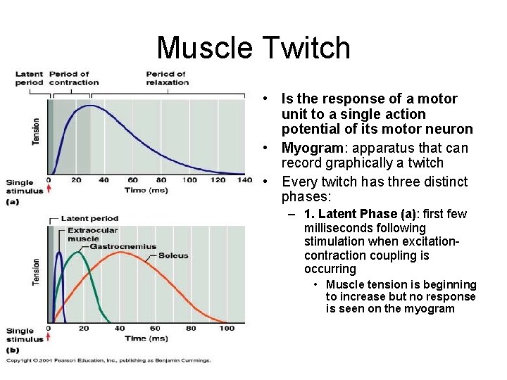 Muscle Twitch • Is the response of a motor unit to a single action