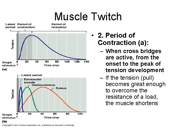 Muscle Twitch • 2. Period of Contraction (a): – When cross bridges are active,