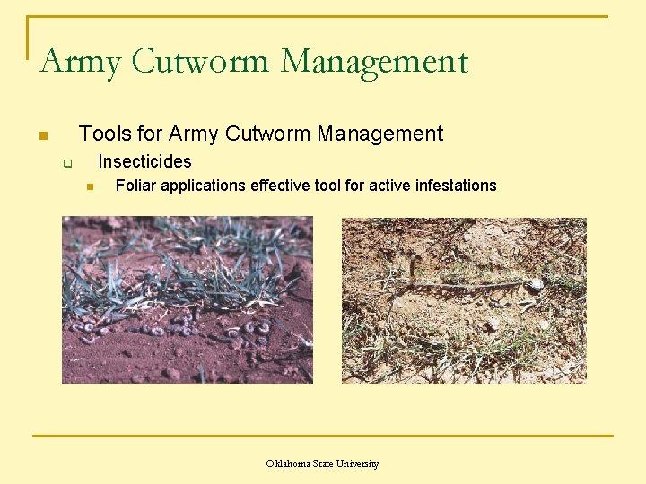 Army Cutworm Management Tools for Army Cutworm Management n Insecticides q n Foliar applications