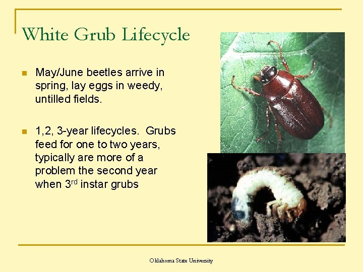 White Grub Lifecycle n May/June beetles arrive in spring, lay eggs in weedy, untilled