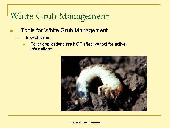 White Grub Management Tools for White Grub Management n Insecticides q n Foliar applications