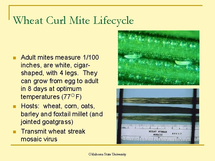 Wheat Curl Mite Lifecycle n n n Adult mites measure 1/100 inches, are white,