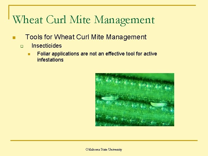 Wheat Curl Mite Management Tools for Wheat Curl Mite Management n Insecticides q n