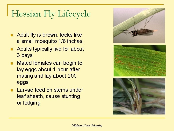 Hessian Fly Lifecycle n n Adult fly is brown, looks like a small mosquito