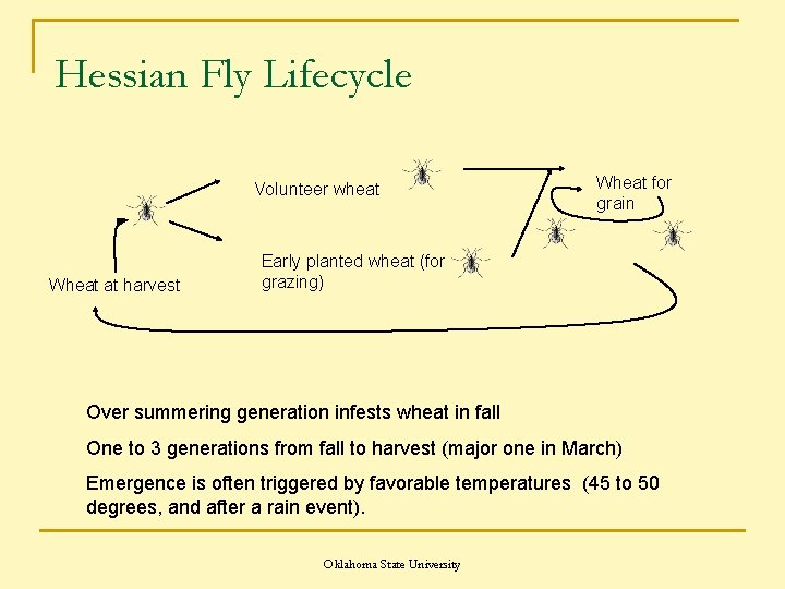 Hessian Fly Lifecycle Volunteer wheat Wheat at harvest Wheat for grain Early planted wheat