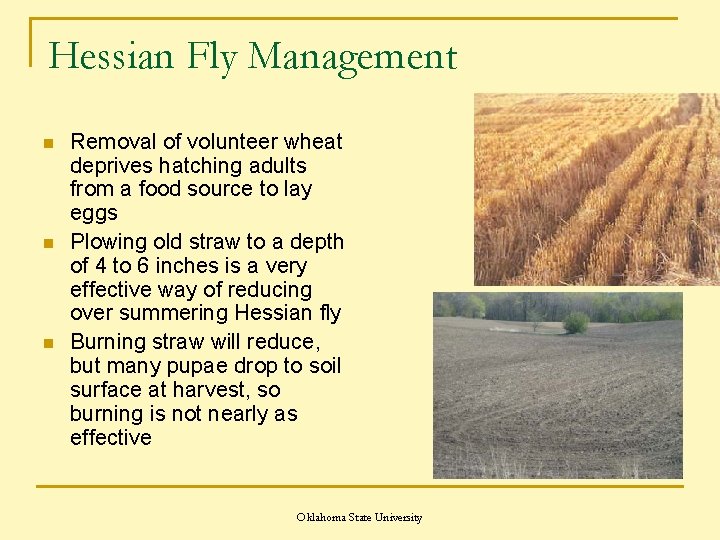 Hessian Fly Management n n n Removal of volunteer wheat deprives hatching adults from