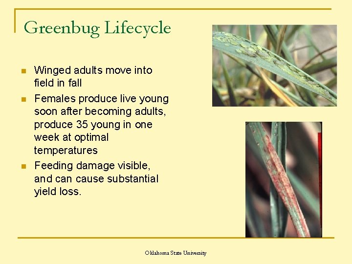 Greenbug Lifecycle n n n Winged adults move into field in fall Females produce