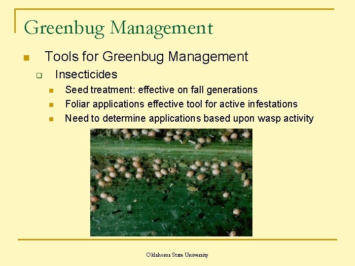 Greenbug Management Tools for Greenbug Management n Insecticides q n n n Seed treatment: