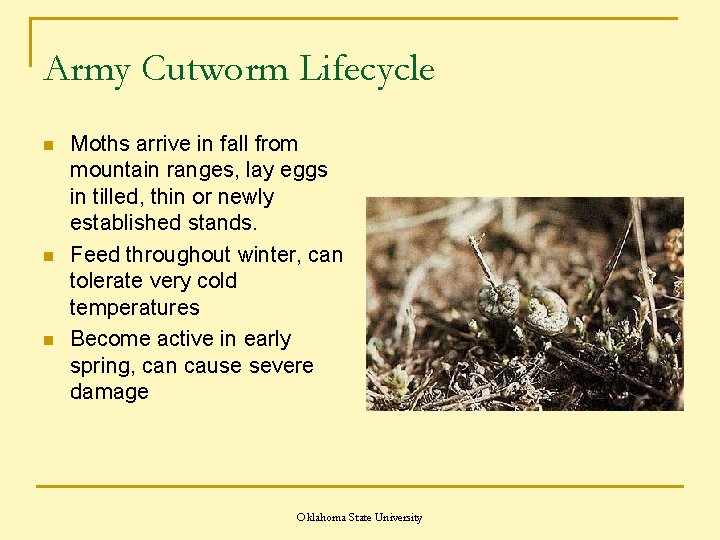 Army Cutworm Lifecycle n n n Moths arrive in fall from mountain ranges, lay