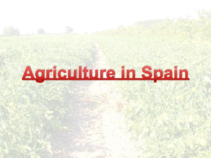 Agriculture in Spain 