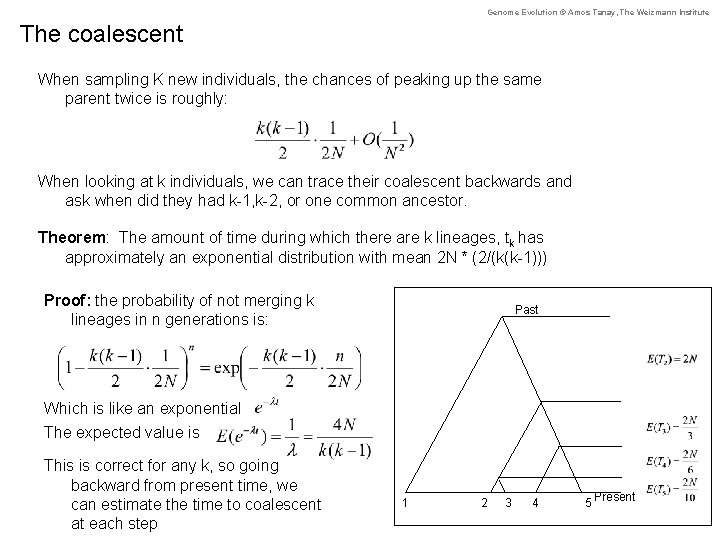 Genome Evolution © Amos Tanay, The Weizmann Institute The coalescent When sampling K new