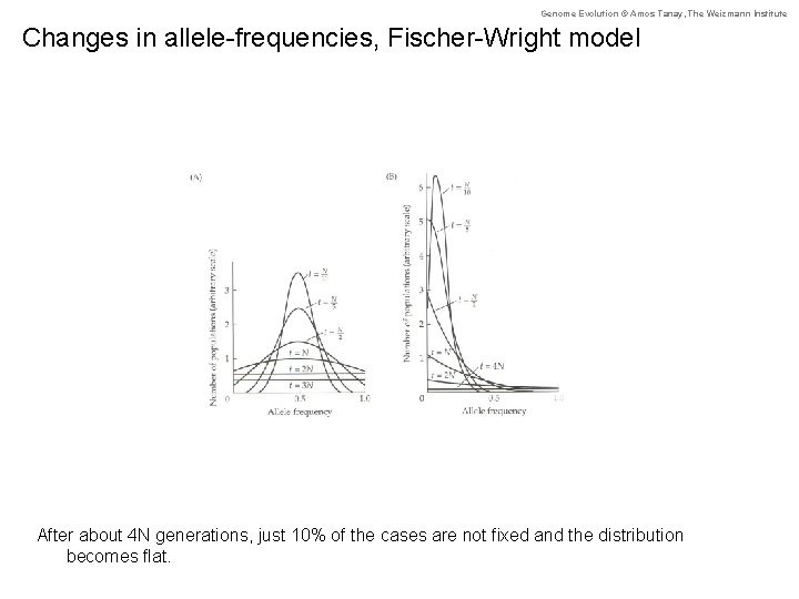 Genome Evolution © Amos Tanay, The Weizmann Institute Changes in allele-frequencies, Fischer-Wright model After