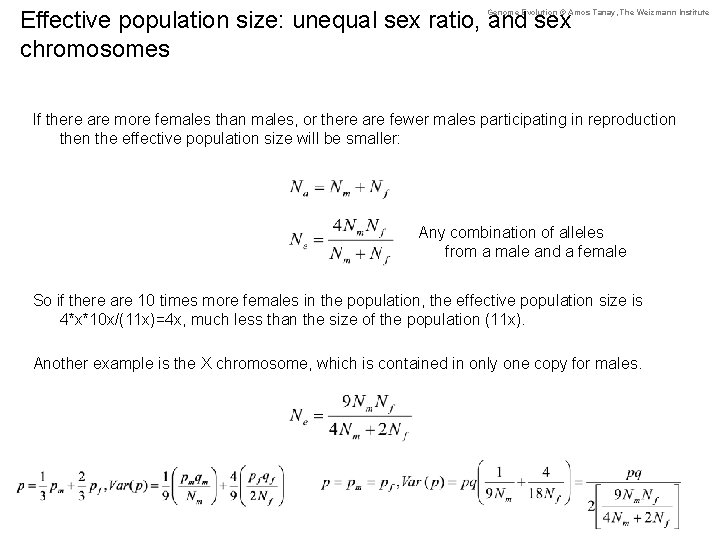 Effective population size: unequal sex ratio, and sex chromosomes Genome Evolution © Amos Tanay,