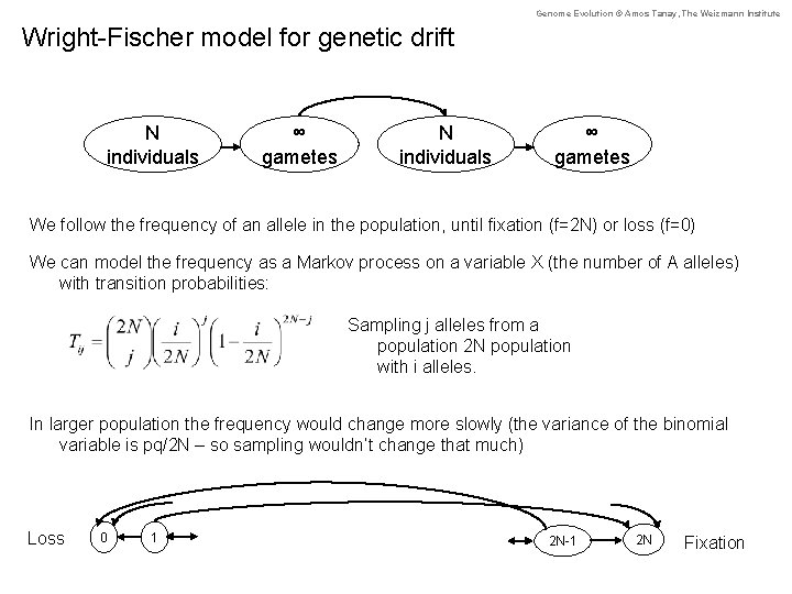 Genome Evolution © Amos Tanay, The Weizmann Institute Wright-Fischer model for genetic drift N