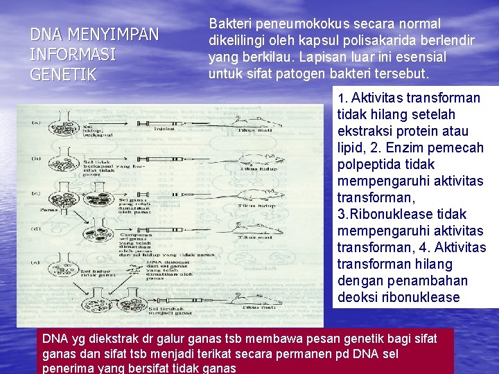 DNA MENYIMPAN INFORMASI GENETIK Bakteri peneumokokus secara normal dikelilingi oleh kapsul polisakarida berlendir yang