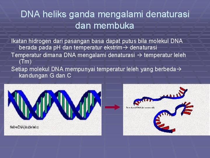 DNA heliks ganda mengalami denaturasi dan membuka Ikatan hidrogen dari pasangan basa dapat putus