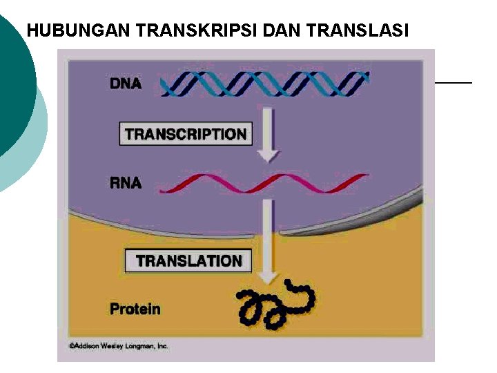 HUBUNGAN TRANSKRIPSI DAN TRANSLASI 