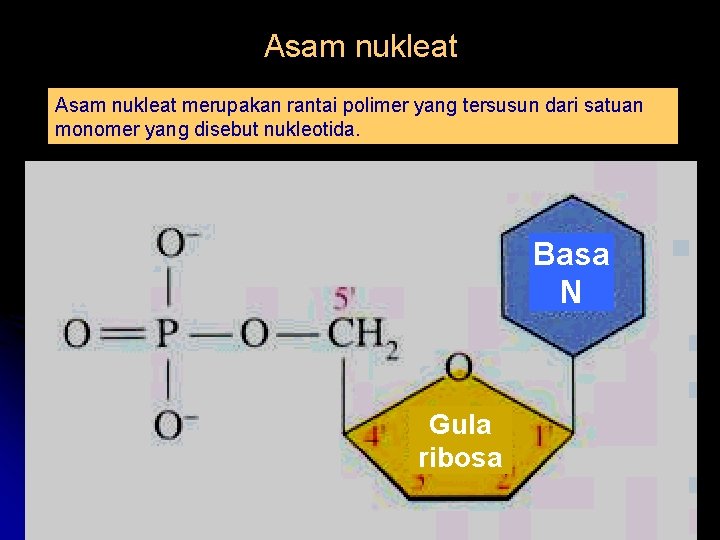 Asam nukleat merupakan rantai polimer yang tersusun dari satuan monomer yang disebut nukleotida. Basa