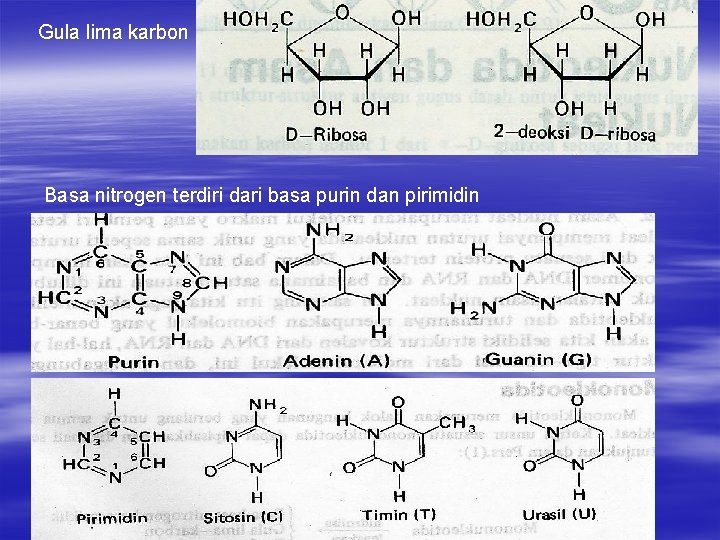 Gula lima karbon Basa nitrogen terdiri dari basa purin dan pirimidin 