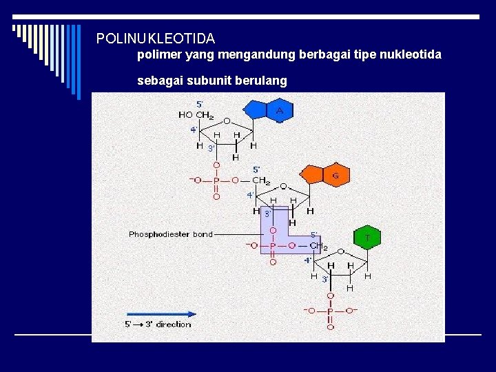 POLINUKLEOTIDA polimer yang mengandung berbagai tipe nukleotida sebagai subunit berulang 