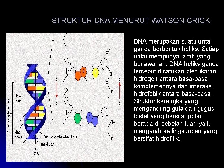 STRUKTUR DNA MENURUT WATSON-CRICK DNA merupakan suatu untai ganda berbentuk heliks. Setiap untai mempunyai