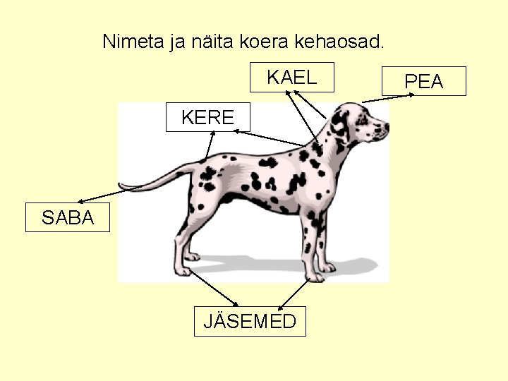 Nimeta ja näita koera kehaosad. KAEL KERE SABA JÄSEMED PEA 