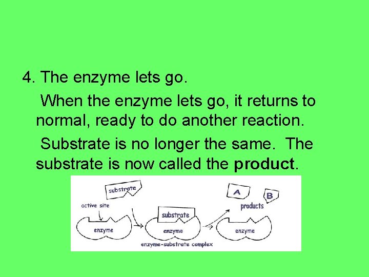 4. The enzyme lets go. When the enzyme lets go, it returns to normal,