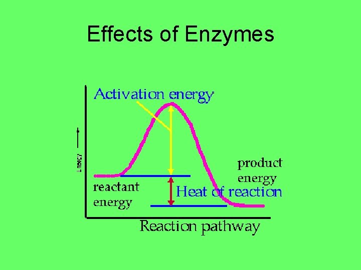 Effects of Enzymes 