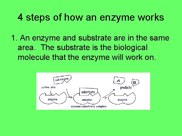 4 steps of how an enzyme works 1. An enzyme and substrate are in