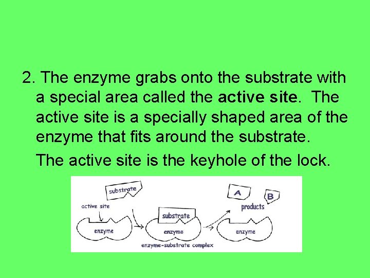 2. The enzyme grabs onto the substrate with a special area called the active