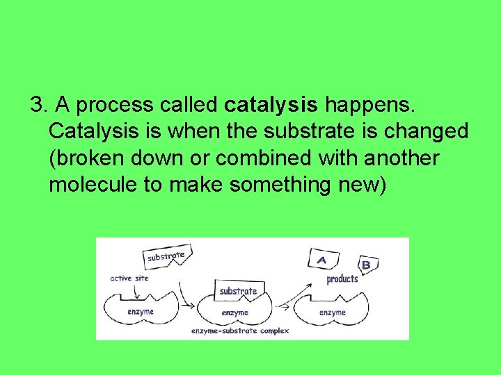 3. A process called catalysis happens. Catalysis is when the substrate is changed (broken