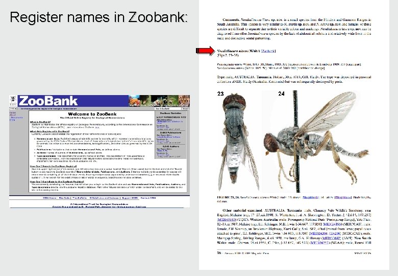 Cybertaxonomy as a new paradigm for documenting biodiversity