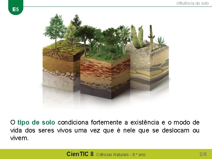 Influência do solo E 5 O tipo de solo condiciona fortemente a existência e