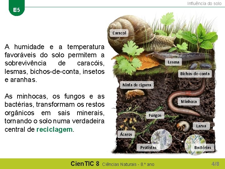 Influência do solo E 5 Caracol A humidade e a temperatura favoráveis do solo