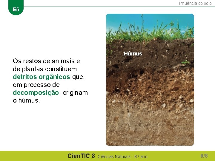 Influência do solo E 5 Húmus Os restos de animais e de plantas constituem