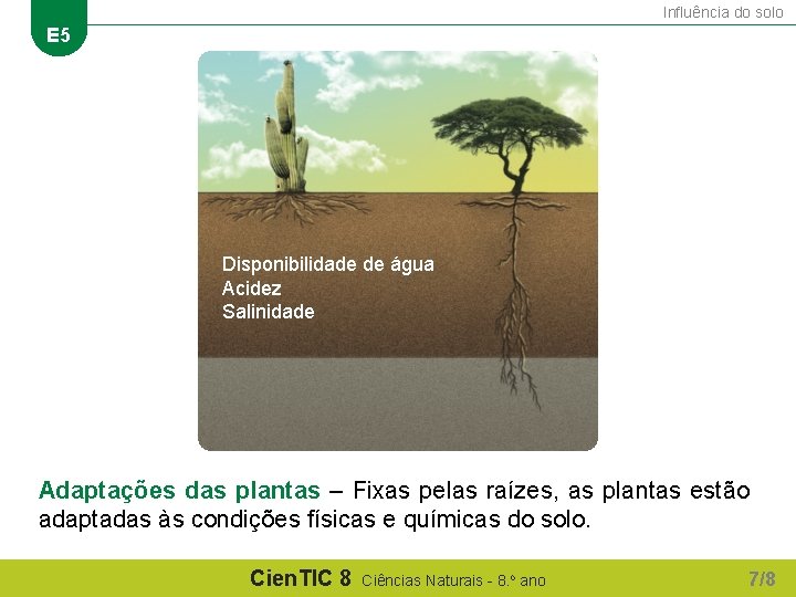 Influência do solo E 5 Disponibilidade de água Acidez Salinidade Adaptações das plantas –