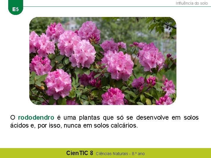 Influência do solo E 5 O rododendro é uma plantas que só se desenvolve