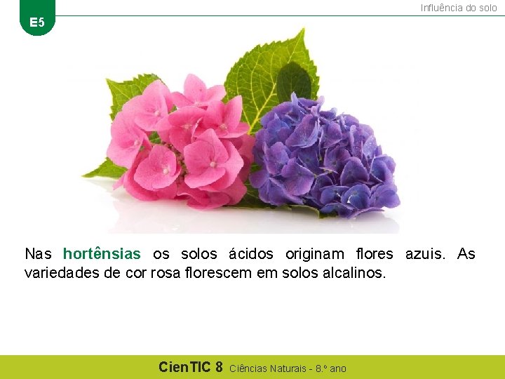 Influência do solo E 5 Nas hortênsias os solos ácidos originam flores azuis. As