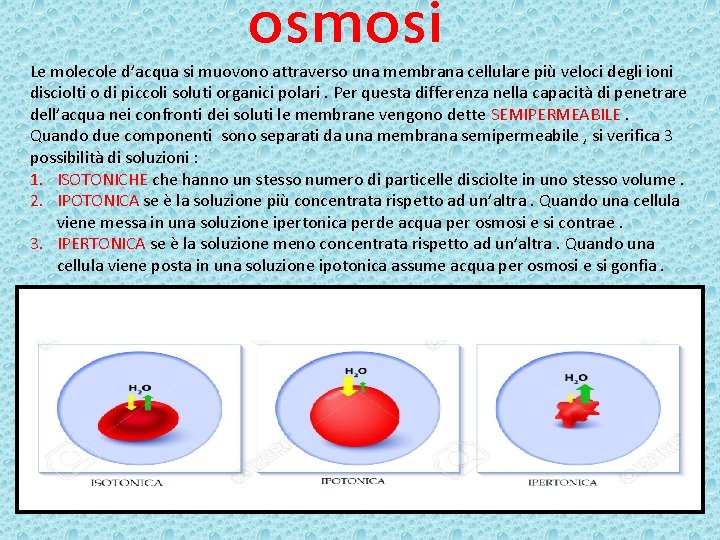 osmosi Le molecole d’acqua si muovono attraverso una membrana cellulare più veloci degli ioni