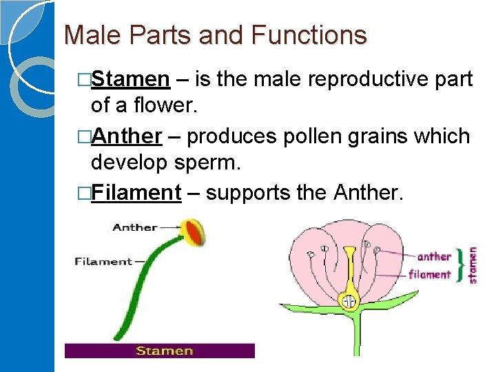 Male Parts and Functions �Stamen – is the male reproductive part of a flower.