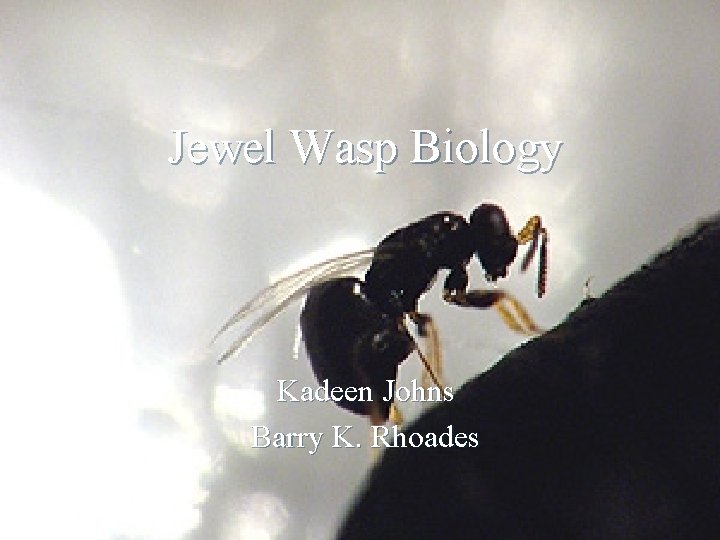 Jewel Wasp Biology Kadeen Johns Barry K. Rhoades 