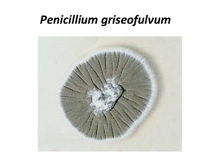 Penicillium griseofulvum 