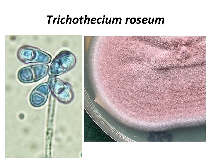 Trichothecium roseum 