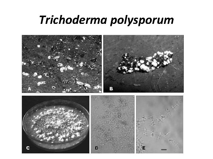 Trichoderma polysporum 